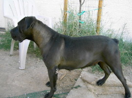 South African Mastiff
