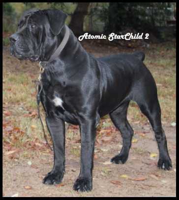 Boerboels For Sale The South African Mastiff